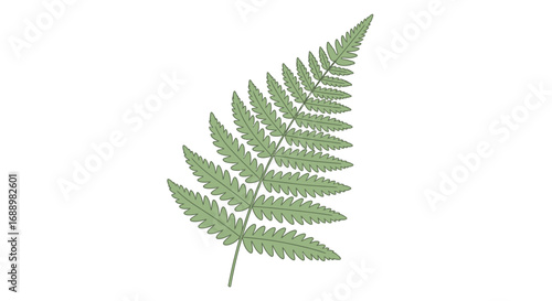 Detailed illustration of a green fern frond showing its intricate leaf structure and serrated edges with a white background emphasizing its natural beauty and complexity