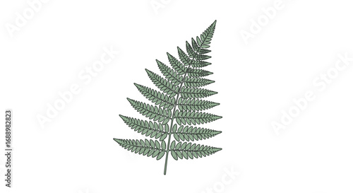 A single delicate green frond of a fern with intricate pinnately compound leaves creating a beautiful natural pattern a symbol of ancient forests and renewal