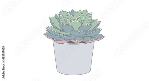 Beautiful succulent plant in a simple white pot with a light pink blush on its leaves