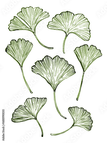 Hand drawn linear ink ginko leaves collection. Detailed brush lines ginko leaf for your design. Line art ginko leaf use as print, poster, element design, textile, tattoo, label, hang tag, sticker.