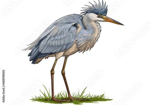 great blue heron ardea cinerea