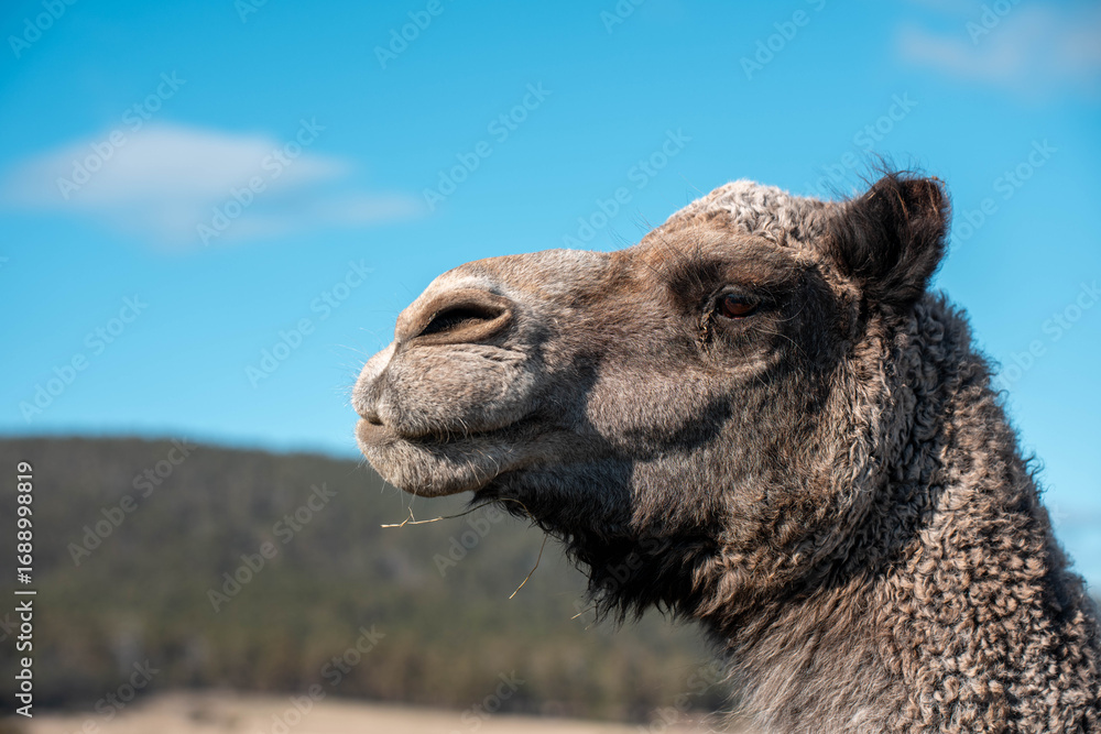 Obraz premium close up a camel in the outback