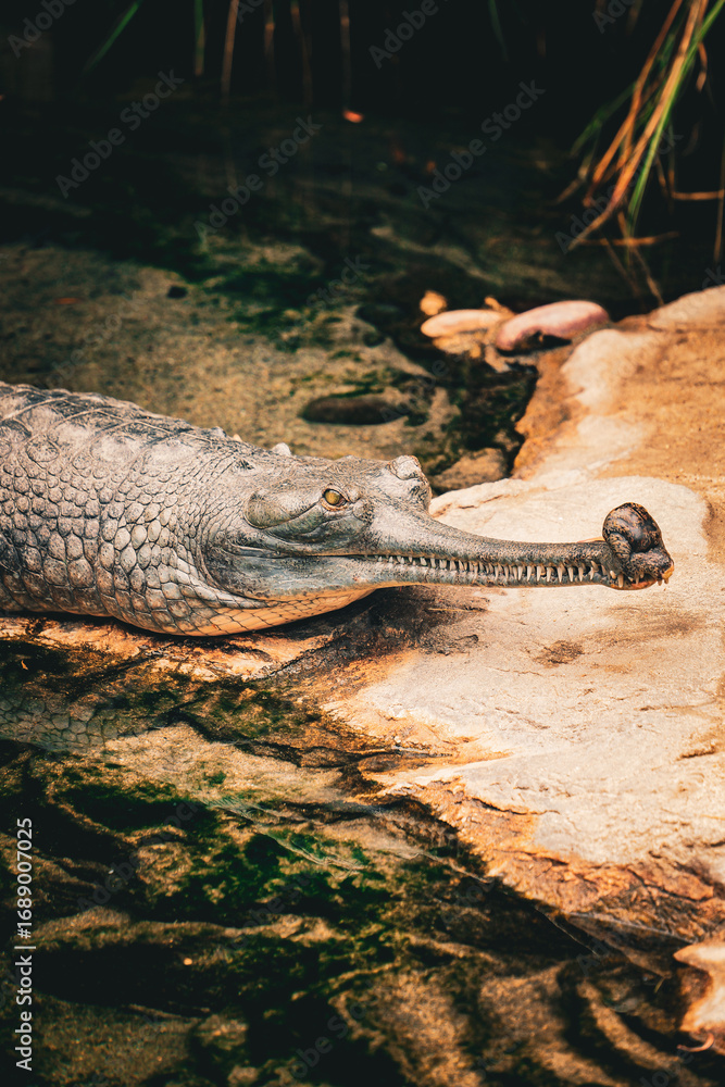 Fototapeta premium crocodile in the water
