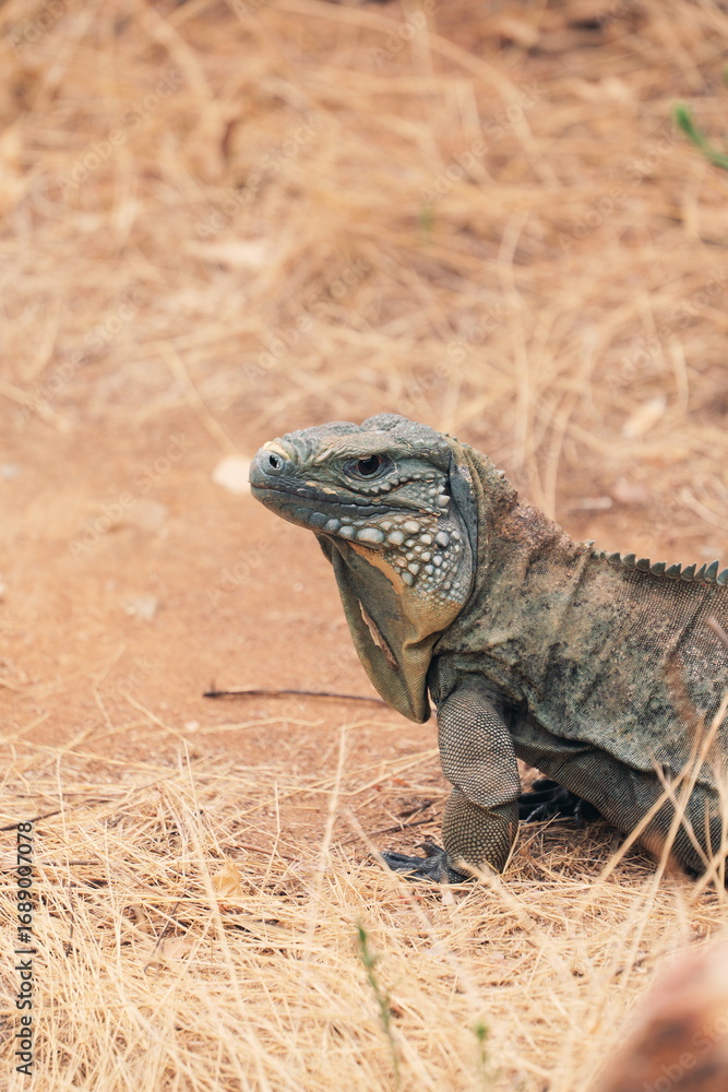 Obraz premium iguana on a rock