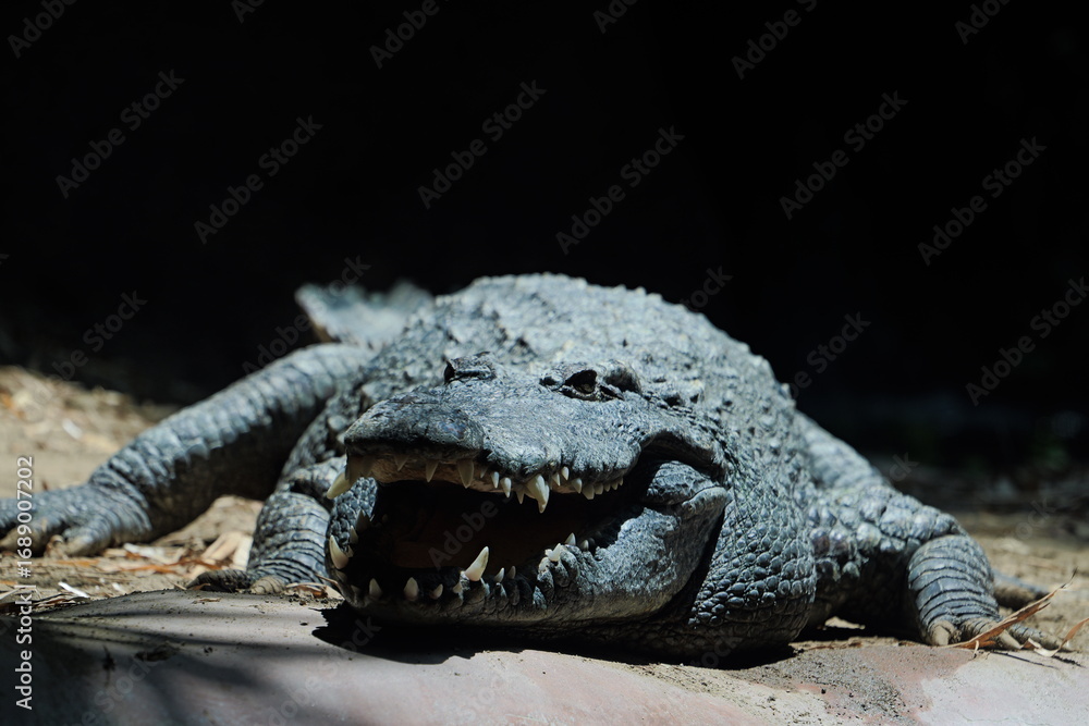 Obraz premium crocodile in the zoo