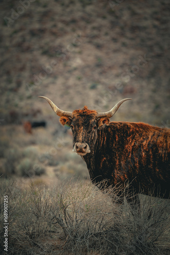 Kingman Cow 