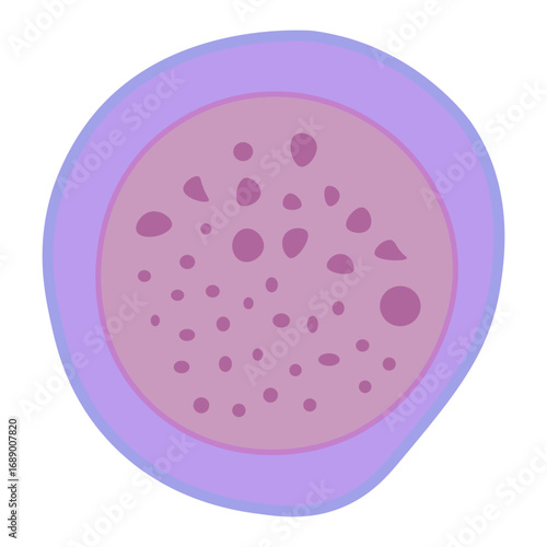 proerythroblast