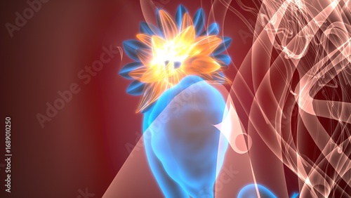 Female reproductive system. 3d illustrations