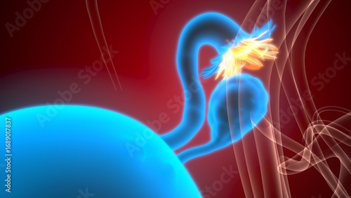 Schilderij op canvas Female reproductive system. 3d illustrations