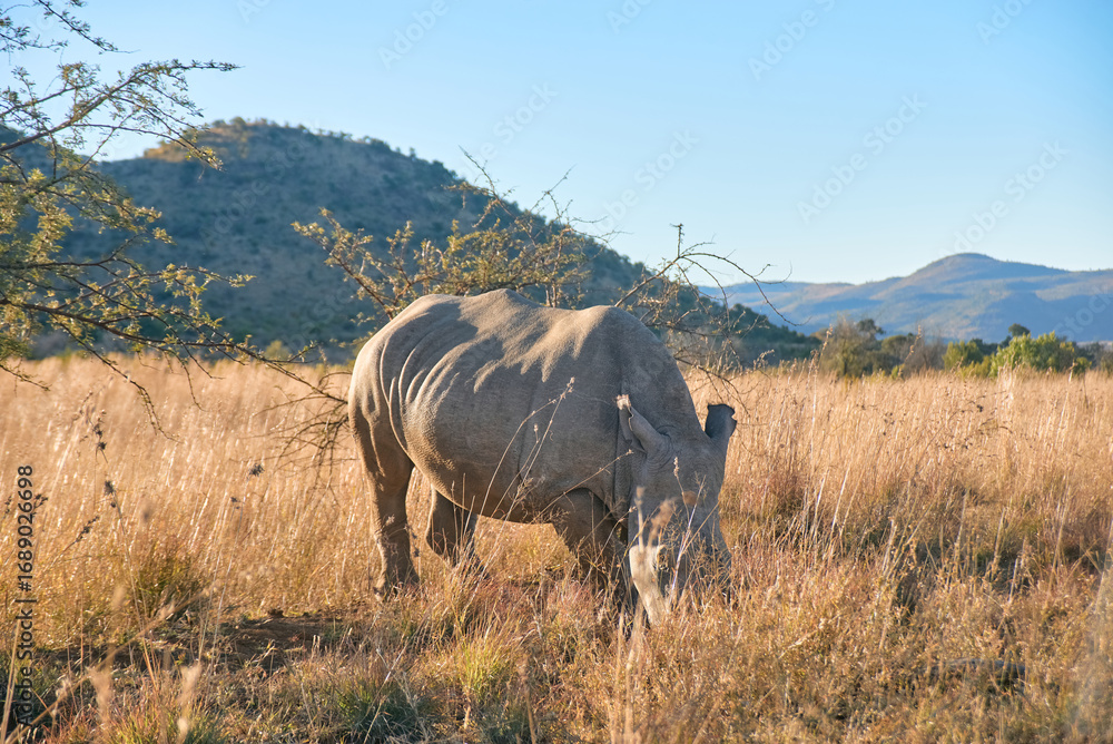 Fototapeta premium Elephants engaging in dust bathing behavior during a safari game drive in Pilanesberg National Park, South Africa. The scene captures the playful and natural habits of these majestic African animals.