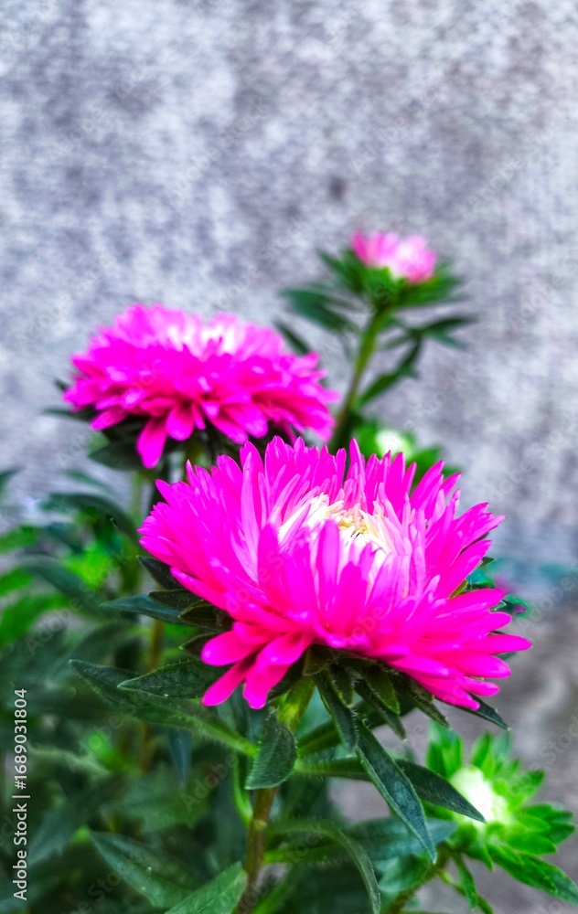 Obraz premium pink and white flowers