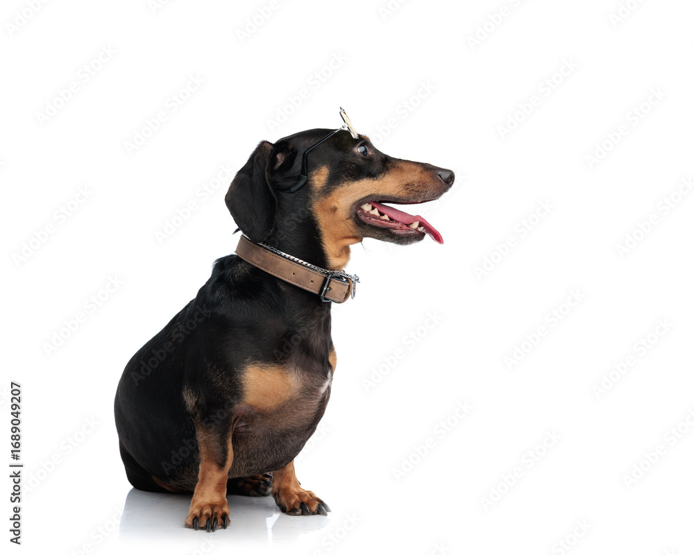 Fototapeta premium cute little teckel dachshund dog with sunglasses sticking out tongue