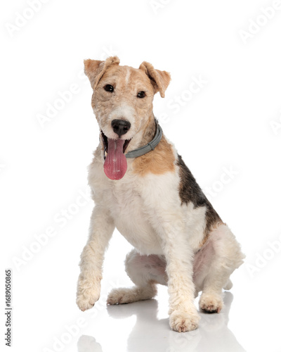 Fotografía happy fox terrier dog with collar sticking out tongue and panting