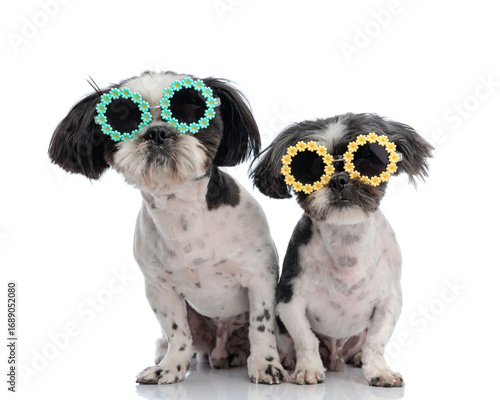 Canvas Print cute couple of little shih tzu dogs with flowers sunglasses sitting