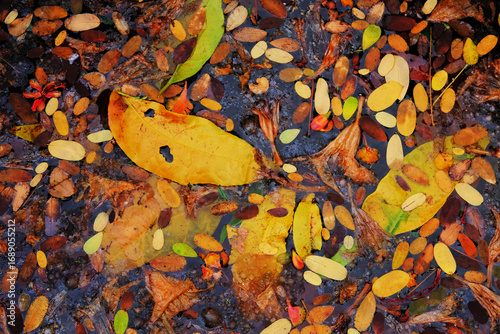 autumn leaves in water
