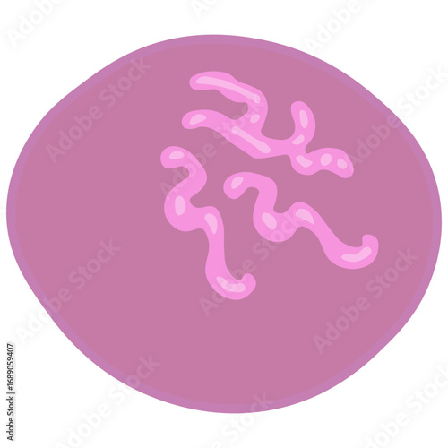 reticulocyte