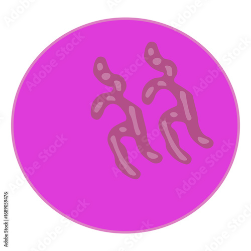 reticulocyte