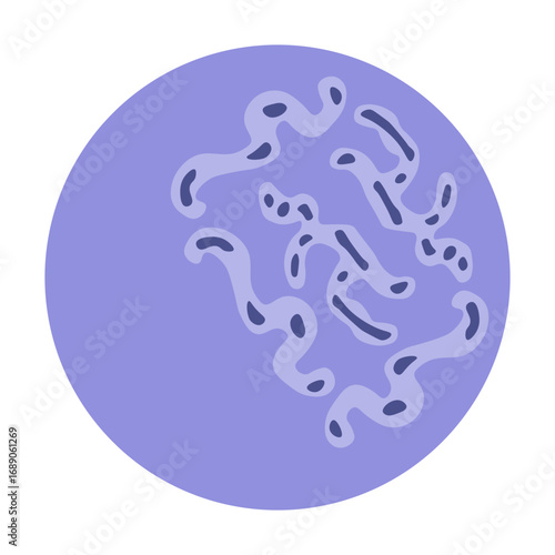 reticulocyte