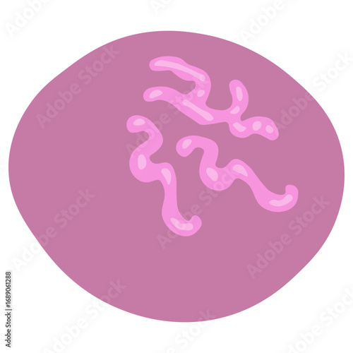 reticulocyte
