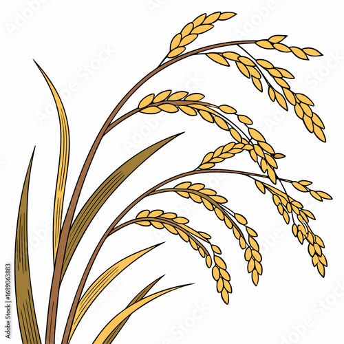 Illustration of golden rice stalks with leaves on a white background representing harvest and agriculture