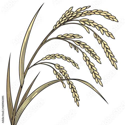 Illustration of golden rice stalks with leaves and grains against a white background