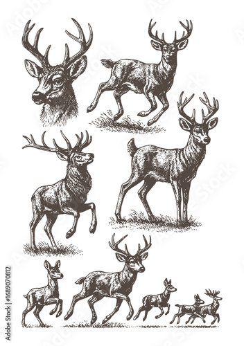 Engraving sketch of wild deer herd in forest landscape, vintage wildlife illustration perfect for hunting, outdoor, and nature concepts.