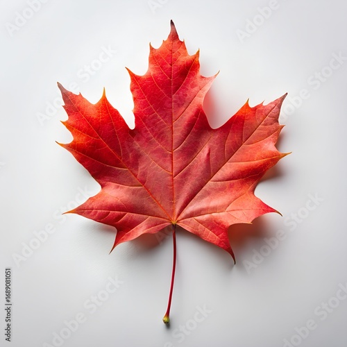 Crimson Maple Leaf Isolated on White autumn fall