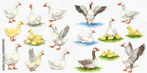 A charming collection of watercolor illustrations featuring domestic geese and cute yellow goslings in various poses like standing, swimming, and flapping their wings.