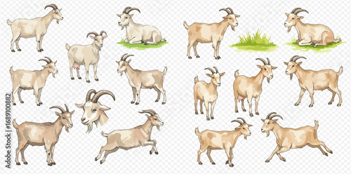 A collection of realistic goat illustrations in various poses, including standing, sitting, jumping, and a detailed head portrait on a transparent background.