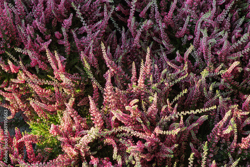 Blooming heather plants in autumn sunlight