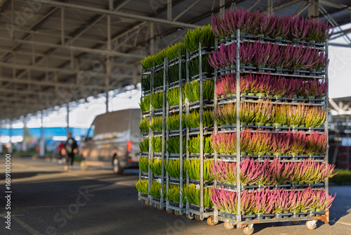 Rolling racks loaded with colorful heather