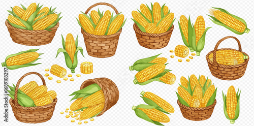 A collection of illustrated fresh corn cobs, some whole with green husks and others gathered in rustic wicker baskets.
