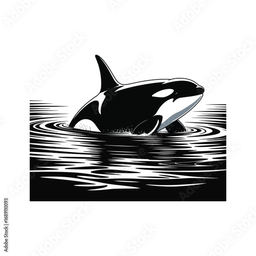 Orca Silhouette Illustration in Water with Ripples and Reflections in Black and White