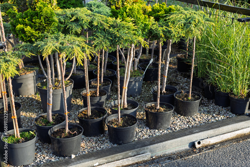 Small conifer trees in black plastic pots