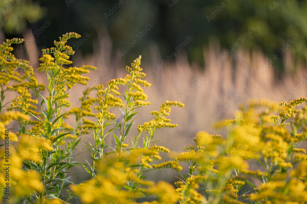 Obraz premium Yellow goldenrod flowers in summer sunlight