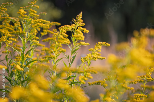 Goldenrod plants in summer field with soft background
