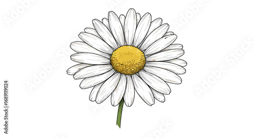 Detailed botanical drawing of a chamomile flower on white background