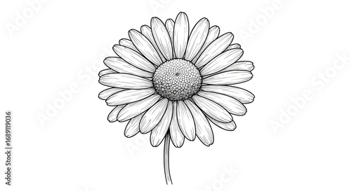 Detailed black and white daisy drawing with intricate linework and petal design