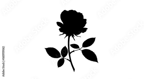 Elegant rose silhouette on white background for nature and floral designs