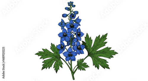 Detailed botanical blue flower drawing with green foliage on white background