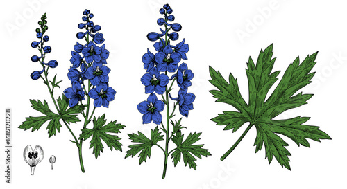 Detailed botanical drawing of blue monkshood flowers and leaf