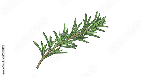 Realistic olive green rosemary sprig on white background