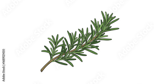 Detailed botanical rosemary herb spring