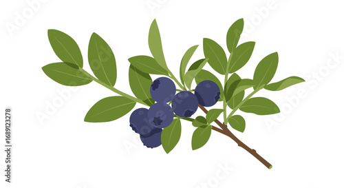 Blueberry branch with lush green leaves on white background