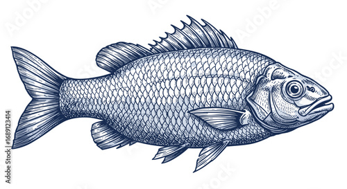 Detailed vintage fish drawing with intricate line art