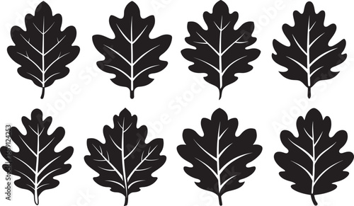set of natural oak leaf silhouette, vector and illustration, black and white