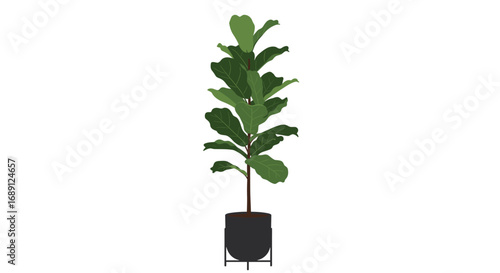 Fiddle leaf fig in modern planter on white background