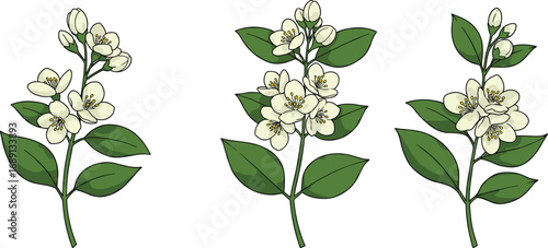 Botanical illustration of white jasmine flowers with green leaves, detailed floral vector art for natural design, spring decor elements