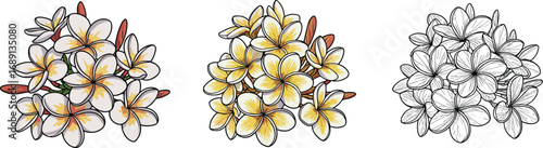 Plumeria flower cluster illustration set, frangipani blooms in color and line art, tropical floral design for digital decor projects