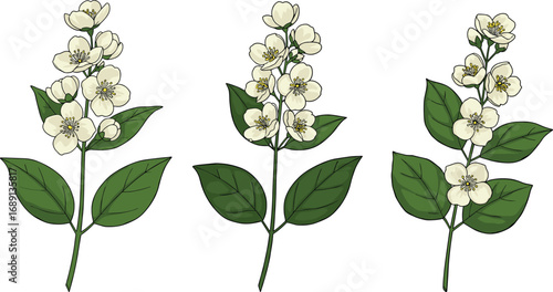 White jasmine flower branch set, delicate spring bloom with vibrant green leaves, botanical digital illustration, perfect for floral design
